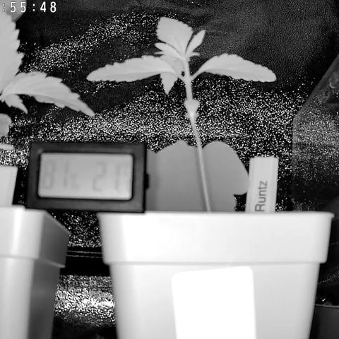 Gushers 1 growlog timeline photo