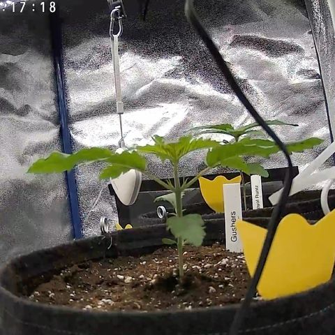 Gushers 1 growlog timeline photo