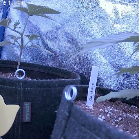 Gushers 1 growlog timeline photo