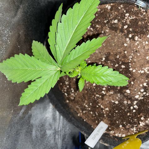 RR growlog photo: Mutation Haupttrieb wächst seitlich 