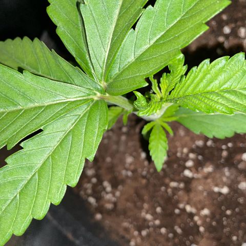 RR growlog photo: Mutation Haupttrieb wächst seitlich 