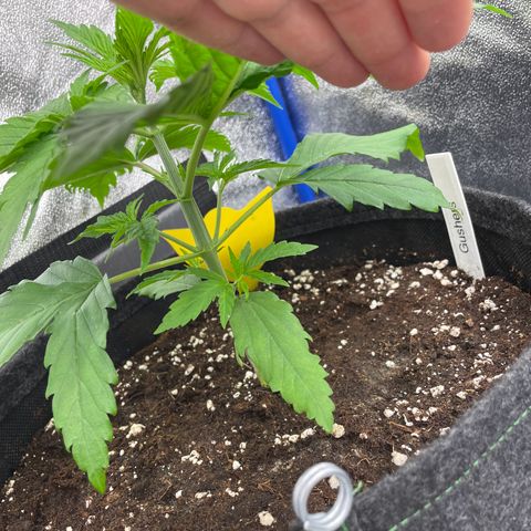 Gushers 1 growlog timeline photo