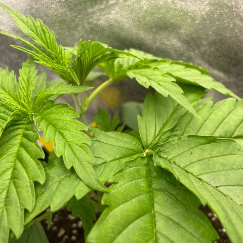 Gushers 1 growlog timeline photo