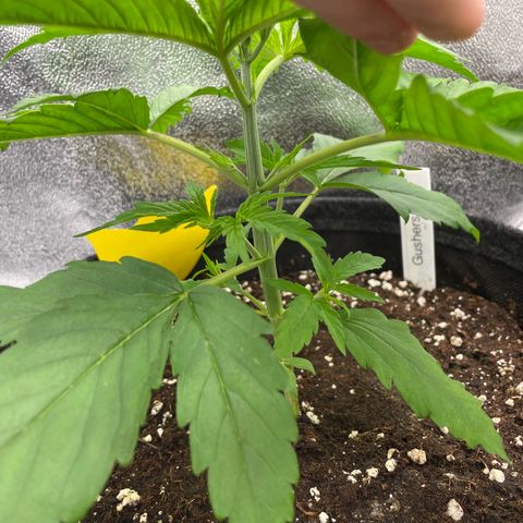 Gushers 1 growlog timeline photo