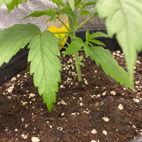 RR growlog timeline photo