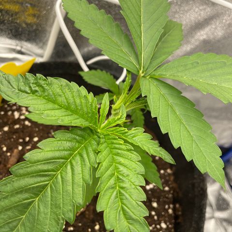 RR growlog timeline photo