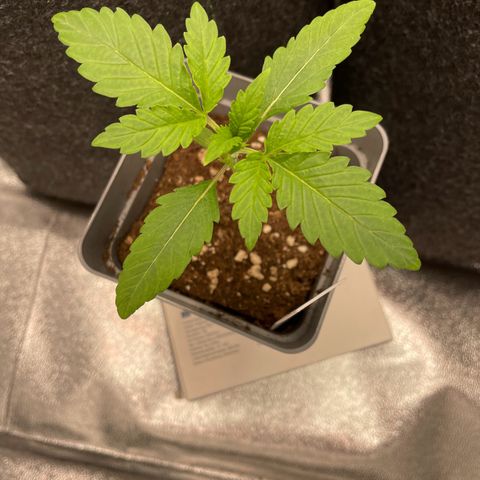 Gushers 1 growlog timeline photo