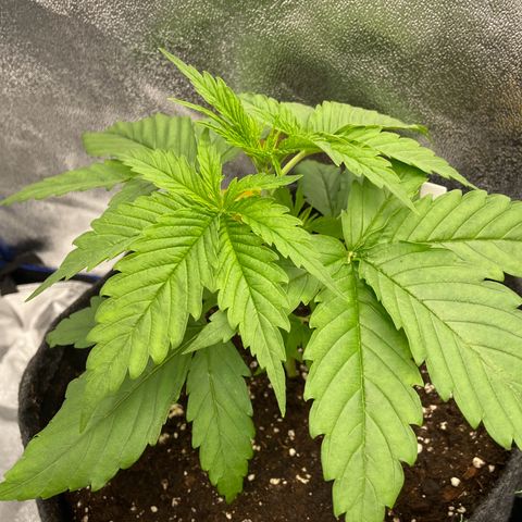 Gushers 1 growlog timeline photo