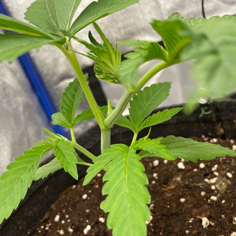 Gushers 1 growlog timeline photo