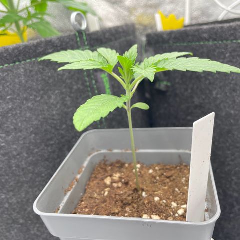 Gushers 1 growlog timeline photo