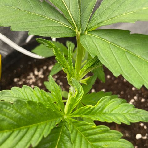 Gushers 1 growlog timeline photo