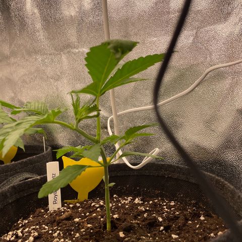 Gushers 1 growlog timeline photo