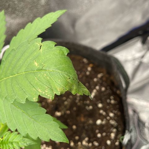 Gushers 1 growlog timeline photo
