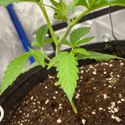Gushers 1 growlog timeline photo