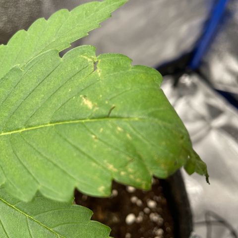 Gushers 1 growlog timeline photo