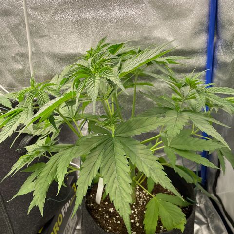 Gushers 1 growlog timeline photo