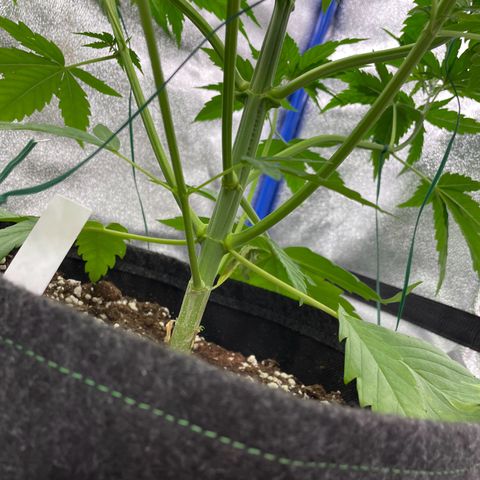 Gushers 1 growlog timeline photo