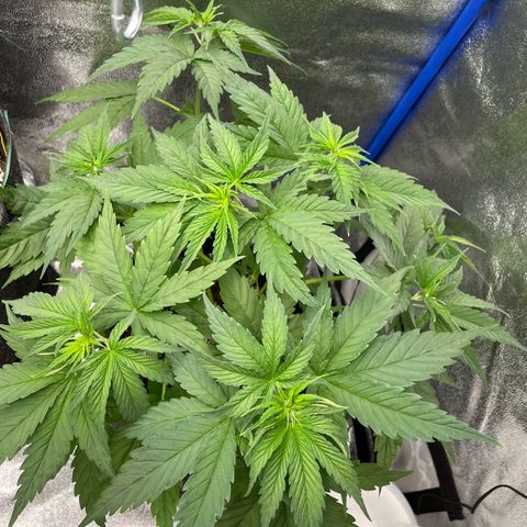 Gushers 1 growlog timeline photo