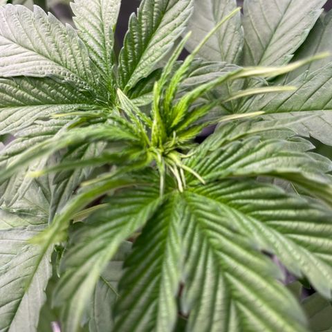 Gushers 1 growlog timeline photo