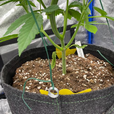 RR growlog timeline photo