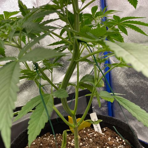 RR growlog timeline photo