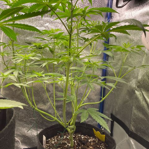 Gushers 1 growlog timeline photo