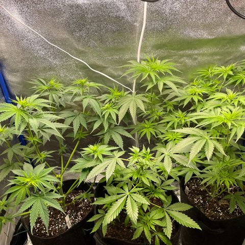 Gushers 1 growlog timeline photo