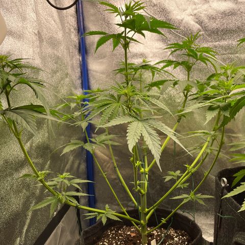 Gushers 1 growlog timeline photo