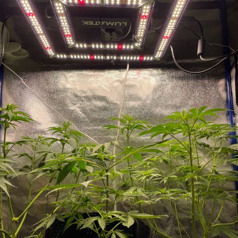 Gushers 1 growlog timeline photo
