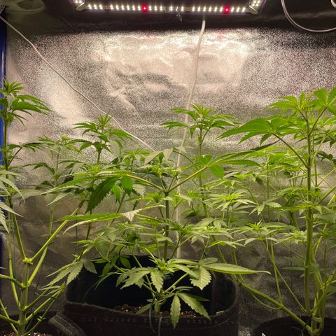 Gushers 1 growlog timeline photo