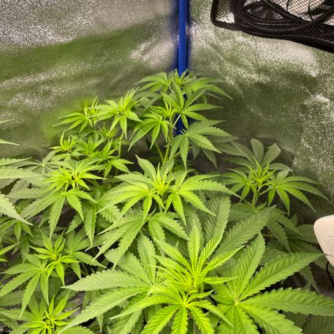 Gushers 1 growlog timeline photo
