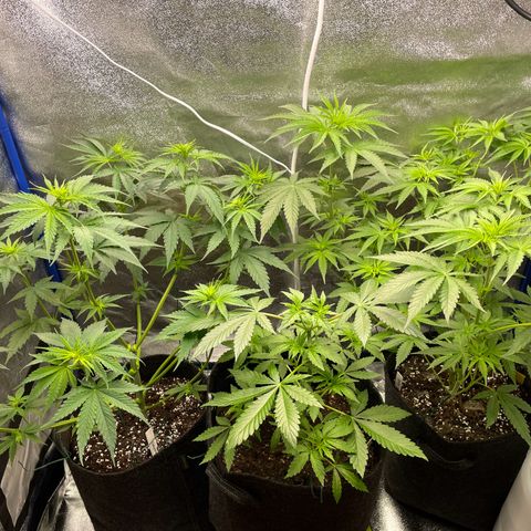 Gushers 1 growlog timeline photo