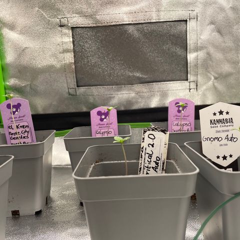 Fresh pressed Runtz  growlog timeline photo