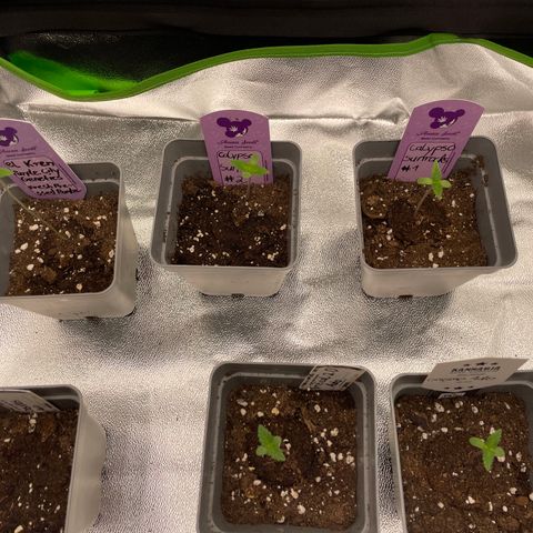 Fresh pressed Runtz  growlog timeline photo