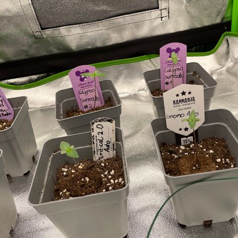 Fresh pressed Runtz  growlog timeline photo