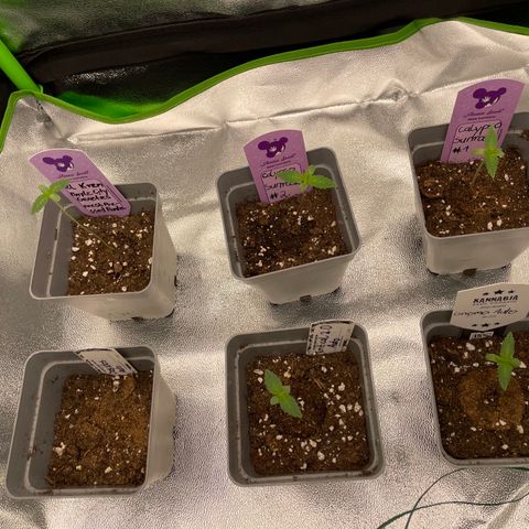 Fresh pressed Runtz  growlog timeline photo