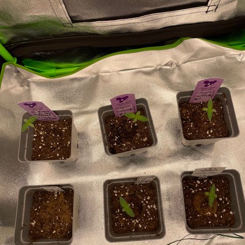 Fresh pressed Runtz  growlog timeline photo