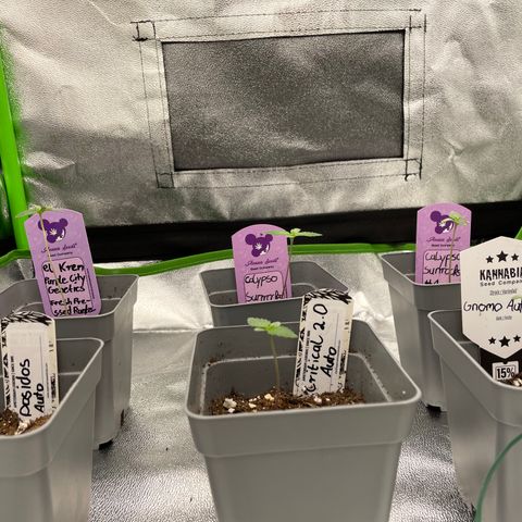 Fresh pressed Runtz  growlog timeline photo