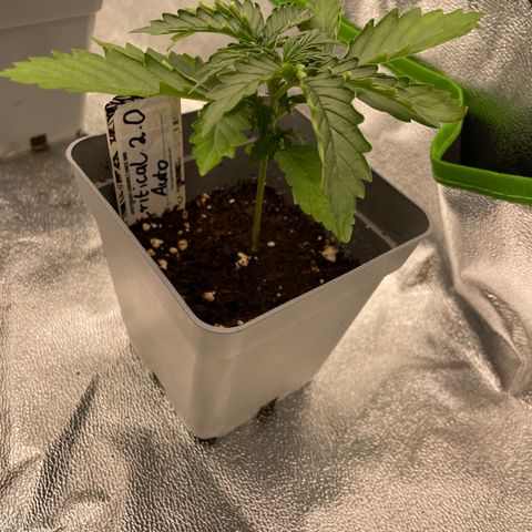 Critical 2.0 Auto growlog timeline photo