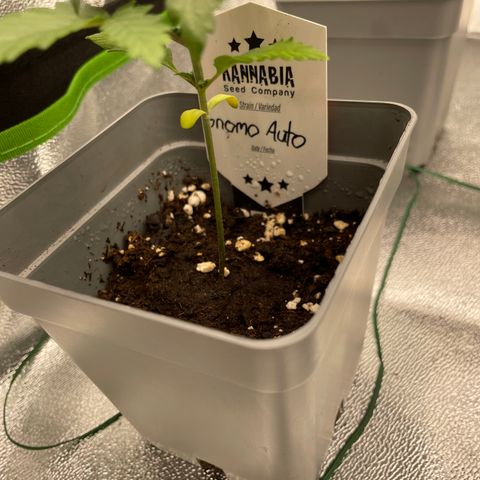 Gnomo Auto growlog timeline photo
