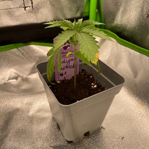 Calypso Sunrocks #1 growlog timeline photo