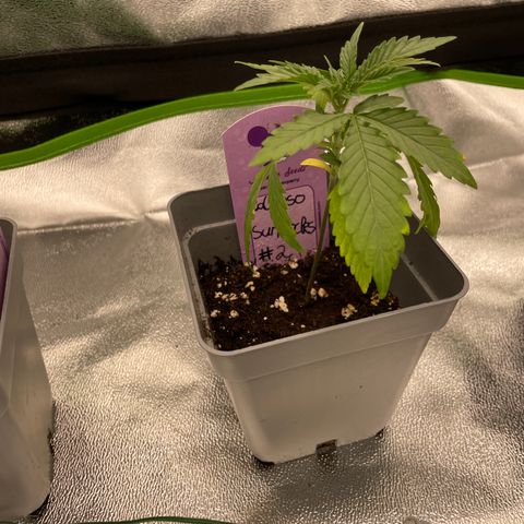 Calypso Sunrocks #2 growlog timeline photo