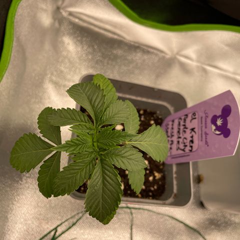 Fresh pressed Runtz  growlog timeline photo