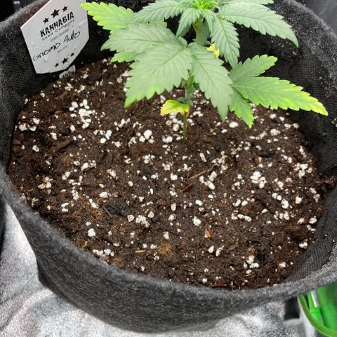 Gnomo Auto growlog timeline photo