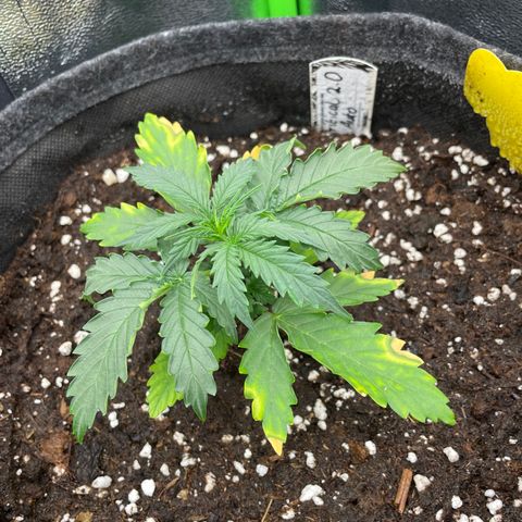 Critical 2.0 Auto growlog timeline photo