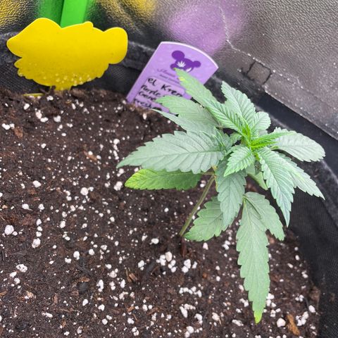 Fresh pressed Runtz  growlog timeline photo