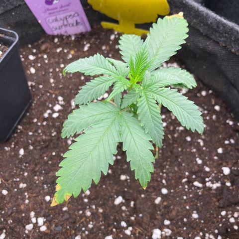 Calypso Sunrocks #1 growlog timeline photo