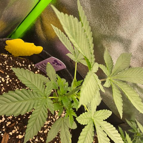 Fresh pressed Runtz  growlog timeline photo