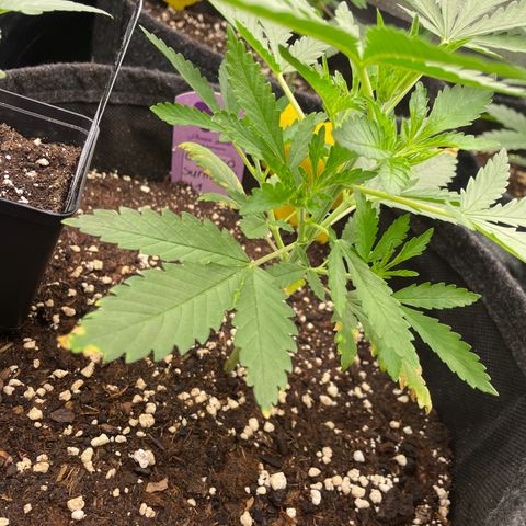 Calypso Sunrocks #1 growlog timeline photo