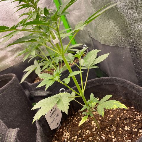 Gnomo Auto growlog timeline photo